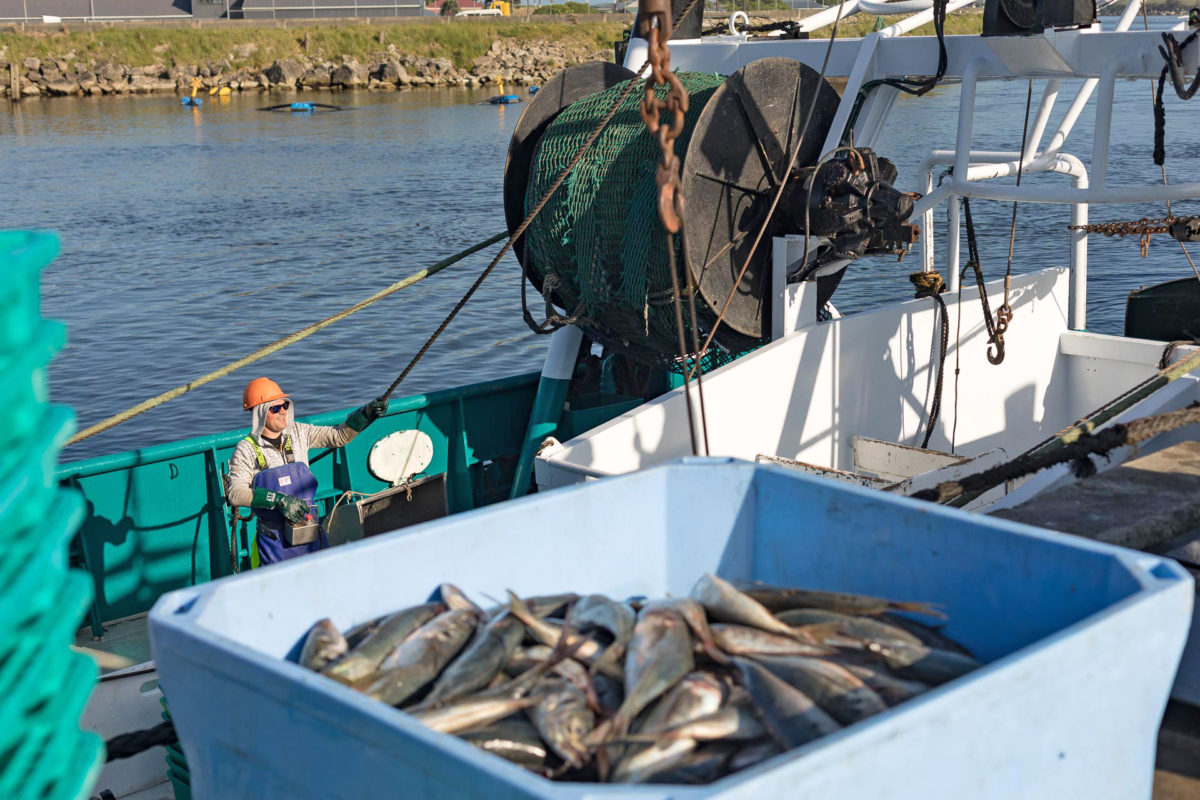Frozen Fish Export