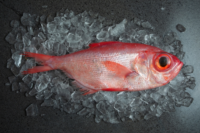 Alfonsino — wild-caught NZ