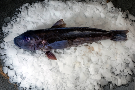 Blue Cod — wild-caught NZ