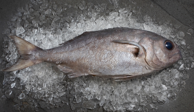 Bluenose — wild-caught NZ