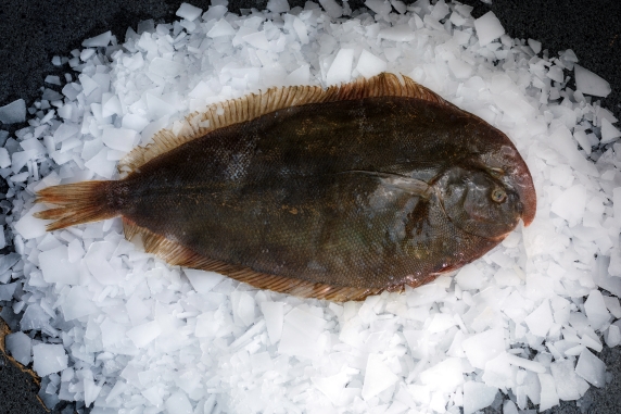 Brill — wild-caught NZ