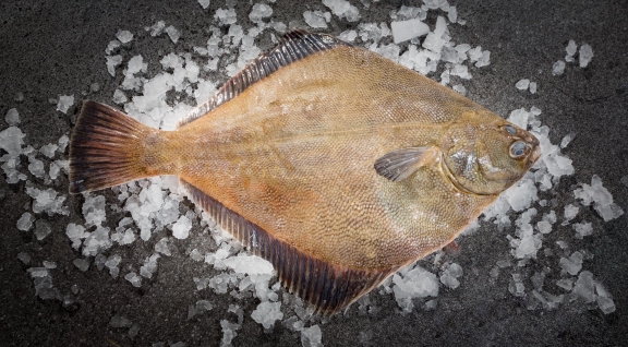 Flounder — wild-caught NZ