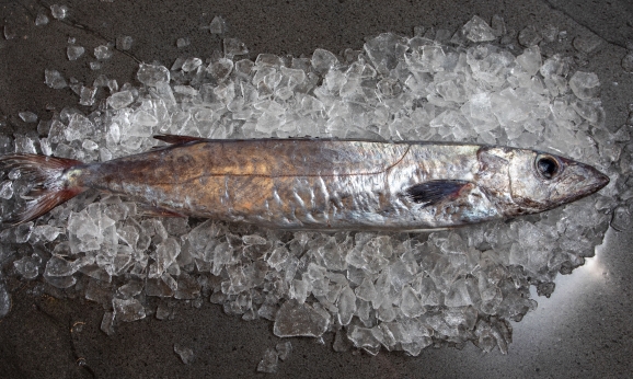Gemfish — wild-caught NZ