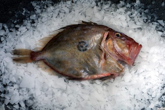 John Dory — wild-caught NZ