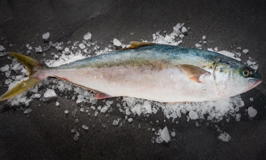 Kingfish — wild-caught NZ