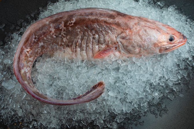 Ling — wild-caught NZ