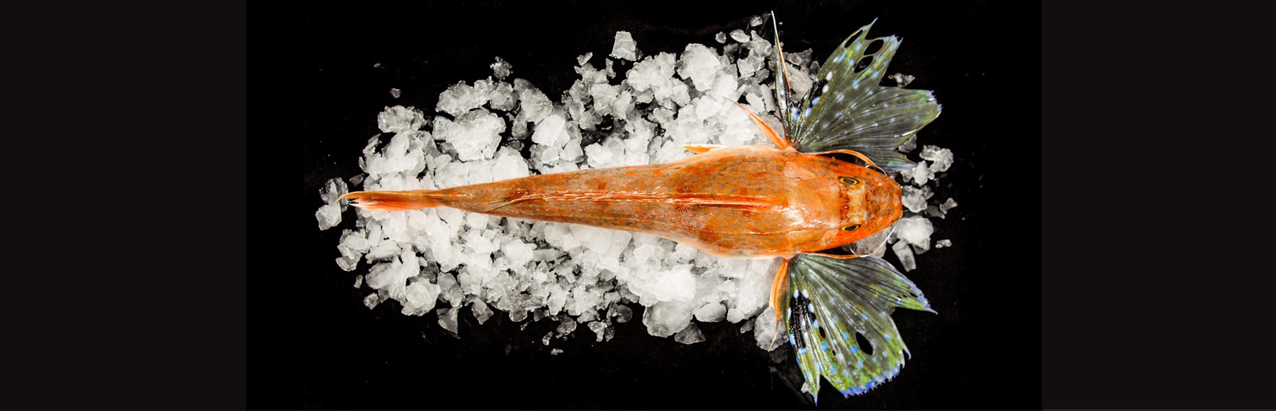 Gurnard — wild-caught NZ